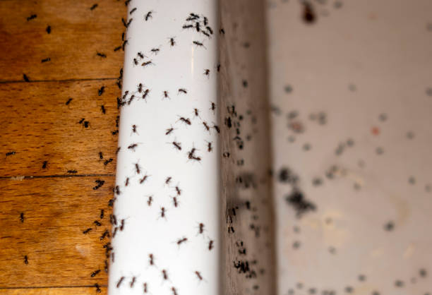 Best Commercial Pest Control Services  in Highland Acres, DE
